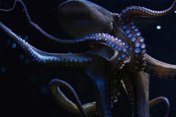 Kraken зеркала kr2web in